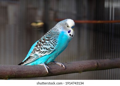 A blue male budgerigar perches in a cage in an aviary