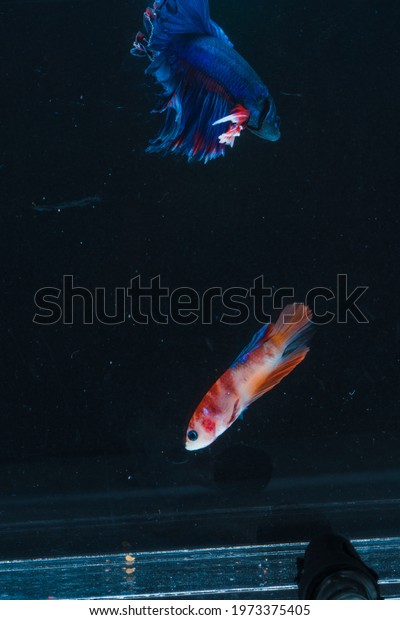 Blue Male Female Halfmoon Betta Fish Stock Photo 1973375405 | Shutterstock