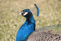 Blue Male Peacock Staring In The Distance
