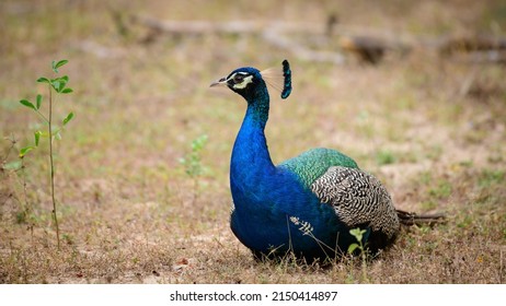 Blue male peafowl resting on the ground at Yala national park, Sri Lanka