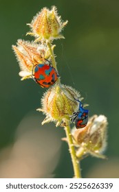 Un macho azul y