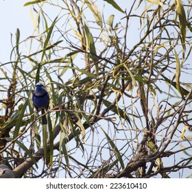A blue male  splendid fairywren (Malurus splendens), also known  as the splendid wren  in Western Australia or the blue wren, is a passerine bird of the Maluridae family perched in a wattle tree.