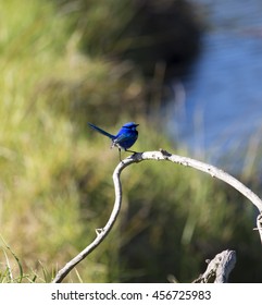 A blue male Splendid Fairywren (Malurus splendens) Splendid Wren or Blue Wren in Western Australia ,a passerine bird of the Maluridae family perched on a branch on a winter morning is delightful.