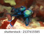 Blue Mandarin fish couple just release their eggs 