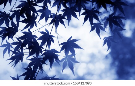 Blue Maple Tree Background.Blue Leaf Of Japanese Maple. Winter.