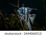 Blue marbled angelfish in tropical freshwater aquarium.