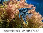 Blue marbled angelfish in a tropical freshwater aquarium.