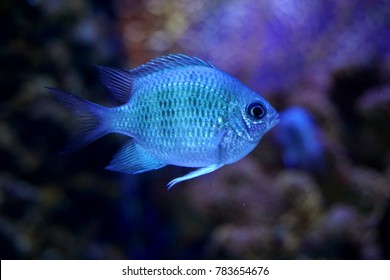 Blue Marine Fish Stock Photo 783654676 | Shutterstock