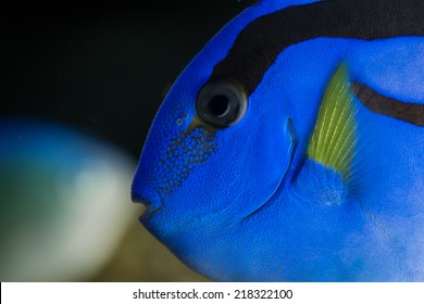 Blue Marine Tag Fish In Detail Saltwater Aquarium Hippo Tang