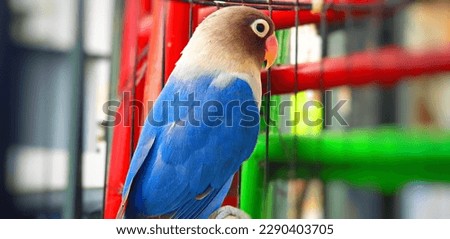 Blue masked lovebird in a cage. One of the most popular of all lovebirds. African origin social and affectionate small parrot. Urban pet concept. Close up view, selective focus, landscape background.