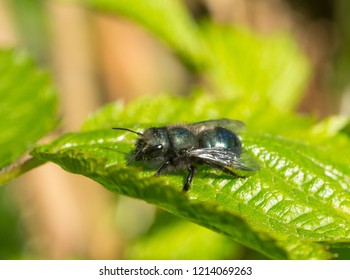 Blue Mason Bee (Osmia lignaria) resting on a green leaf