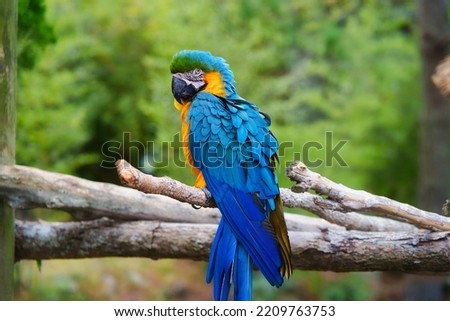 A Blue McCaw sits on a tree branch