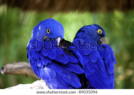 Blue mccaws taking a nap