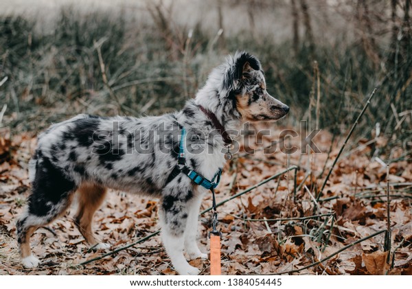 Blue Merle Australian Shepherd Puppy Outdoors Stock Photo Edit Now