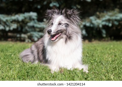 57 Bicolor sheltie Images, Stock Photos & Vectors | Shutterstock