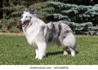 57 Bicolor sheltie Images, Stock Photos & Vectors | Shutterstock