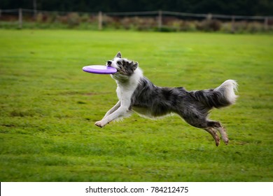 Blue Merle Border Collie Catching Frisbee