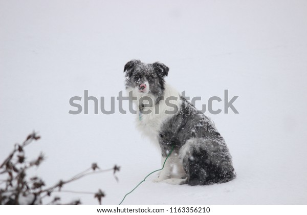 Blue Merle Border Collieaustralian Shepherd Pink Stock Photo Edit