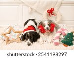 blue merle mini aussie dog and springer spaniel snuggle on pet bed with xmas toys and decor - happy smiling miniature australian shepherd with red earmuff and dog with red santa hat indoors