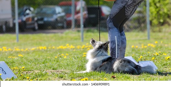 Blue Merle Shetland Sheepdog Doing Rally Obedience With Its Owner