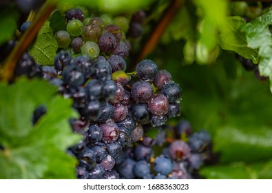 Blue Merlot Grapes In Vineyard