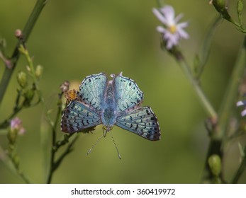 Blue Metalmark, Lasaia Sula