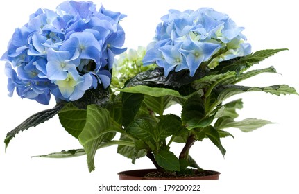 blue mini hydrangea isolated on white, whole plant