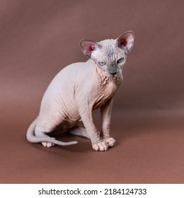 Blue Mink And White Color Sphinx Cat 4 Months Old With Blue Eyes Sitting. Beautiful Hairless Female Cat. Studio Shot Of Rare Breed Pet On Brown Background.