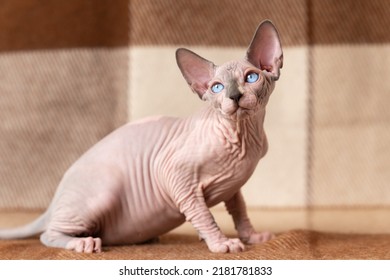 Blue mink and white color Sphynx cat four months old with blue eyes sitting at wool plaid brown and beige blanket and looking away carefully. Beautiful hairless male cat is rare breed pet. Home shot.