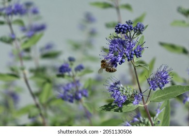 Blue Mist Spirea, Honey Bee And Caryopteris Clandonensis Flowers.