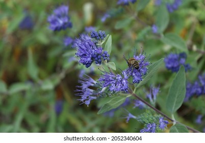 Blue Mist Spirea, Honey Bee Collected Nectar From The Caryopteris Clandonensis Flower..