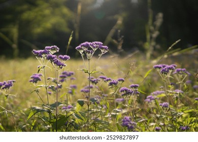 Blue mistflower (Conoclinium coelestinum) during golden hour light - Powered by Shutterstock