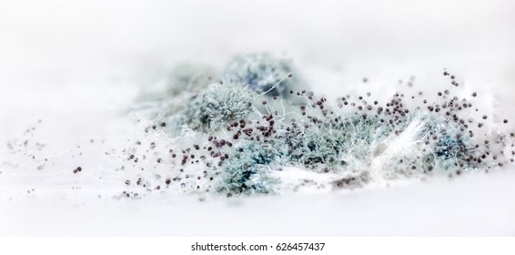 Blue mold. Mold on surface food. The big increase. Visible strands of microscopic fungi and balls with spores.