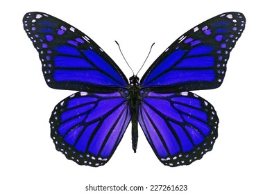 Blue Monarch Butterfly Isolated On White Stock Photo 227261623 ...