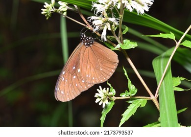 Blue Monarch Butterfly Sucking Nectar On A Broccoli Plant