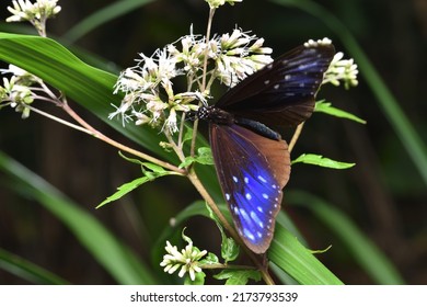 Blue Monarch Butterfly Sucking Nectar On A Broccoli Plant