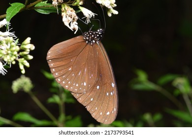 Blue Monarch Butterfly Sucking Nectar On A Broccoli Plant