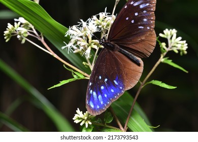 Blue Monarch Butterfly Sucking Nectar On A Broccoli Plant