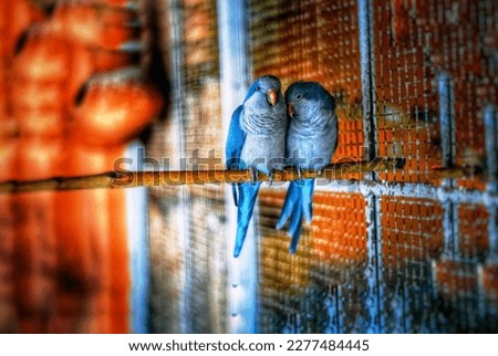 A blue monk parakeet couple.