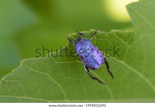 Blue Monkey Beetle Hoplia Coerulea On Stock Photo 1999032692 | Shutterstock