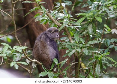 Blue monkey or  Cercopithecus mitis clambering around and interacting in foliage of Serengeti forest in Tanzania.