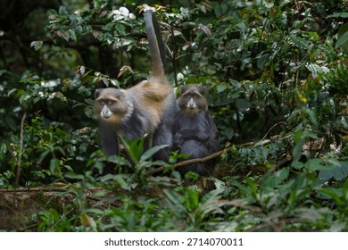 Blue monkey or  Cercopithecus mitis clambering around and interacting in foliage of Serengeti forest in Tanzania.