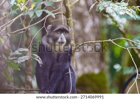Blue monkey or  Cercopithecus mitis clambering around and interacting in foliage of Serengeti forest in Tanzania.