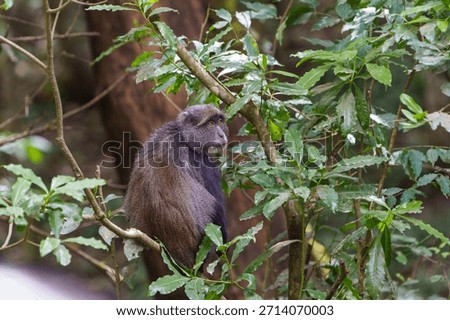 Blue monkey or  Cercopithecus mitis clambering around and interacting in foliage of Serengeti forest in Tanzania.