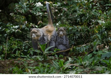 Blue monkey or  Cercopithecus mitis clambering around and interacting in foliage of Serengeti forest in Tanzania.