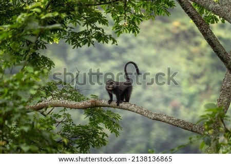 Blue monkey on the branch. Monkey during african safari. Africa wildlife.