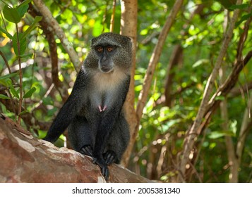 924 Blue safari zanzibar Images, Stock Photos & Vectors | Shutterstock