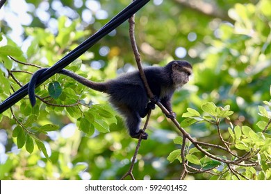 Blue Monkey, Rainforest, DR Congo