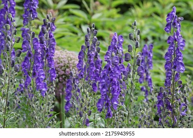 Blue Monk's Hood Aconite In Flower. 