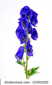 Blue Monkshood